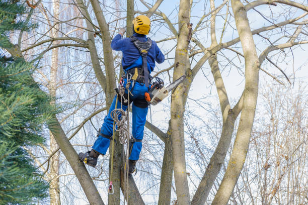 Best Storm Damage Tree Cleanup  in Turley, OK